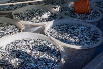 Fresh catch of sardines (pilchard) in the Adriatic Sea, Croatia