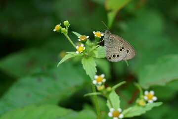 ハキダメギクの花でヒメウラナミジャノメ蝶が吸蜜