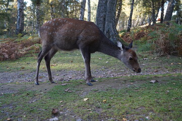 Reh auf der Lichtung
