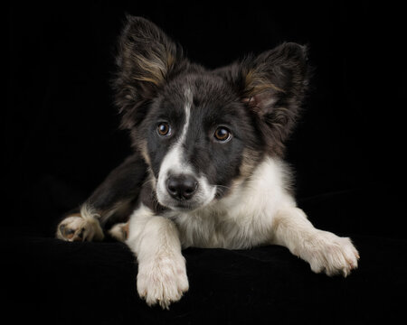 Portrait of Border Collie puppy in front of black background