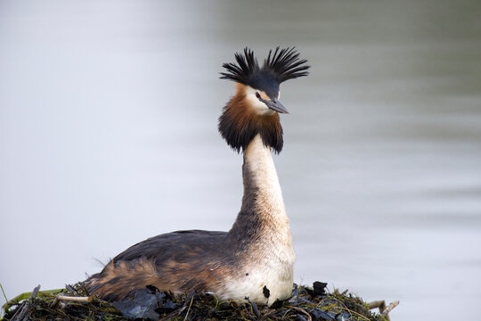 Scotland, breeding Great crested grebe