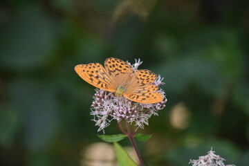 papillon