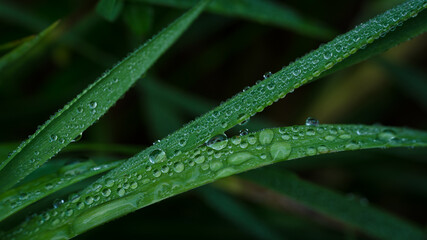 GRASS - Morning dew on the meadow
