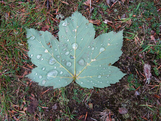 maple leaf on ground with water droplets