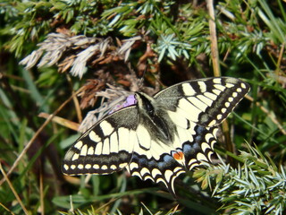 papillon