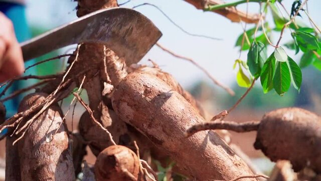 Close up cut cassava plant on farm