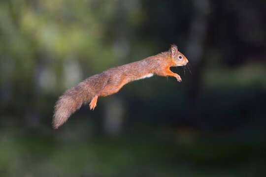 Jumping red squirrel