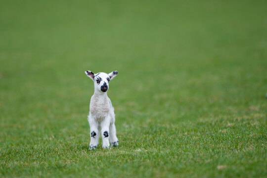 Lamb on a meadow