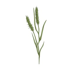 Foxtail, field plant. Botanical vintage drawing of bristle spear grass. Wild spikelet with seeds, spikes and spikelets. Realistic Setaria parviflora. Vector illustration isolated on white background