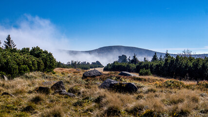 Fog in the mountain forest in the Karkonosze National Park