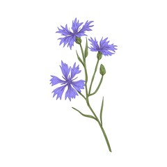 Cornflower, blossomed floral plant. Vintage botanical drawing of knapweed, wild flower. Realistic field bluebottle. Hand-drawn vector illustration of Centaurea cyanus isolated on white background