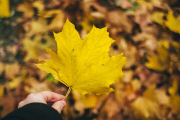 Autumn leaves. Gold and red foliage on the floor, shoes and hands. Autumn background with a place for a signature. Beauty of nature. The concept of withering and rebirth