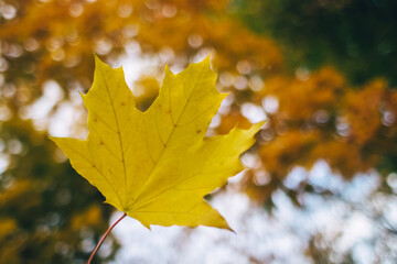 Autumn leaves. Gold and red foliage on the floor, shoes and hands. Autumn background with a place for a signature. Beauty of nature. The concept of withering and rebirth