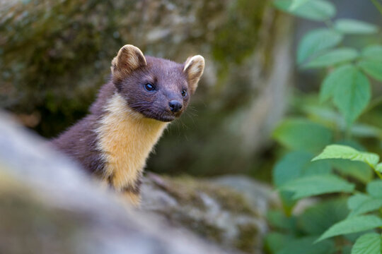 Portrait of pine marten
