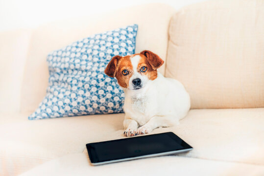 Portrait of dog lying on sofa with tablet
