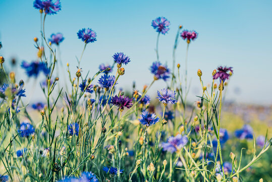 Close-up of fresh purple cornflowers growing on field against sky