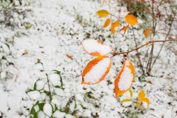 Fototapeta na wymiar The first snow fell on the yellow autumn leaves. The beginning of winter, Christmas concept