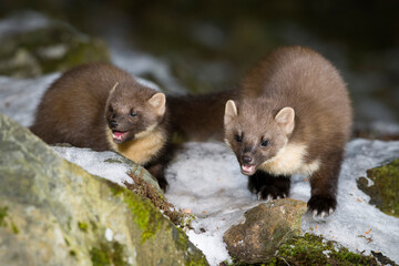 Pine Martens Snow Covered Rocks
