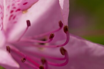 close up of pink flower