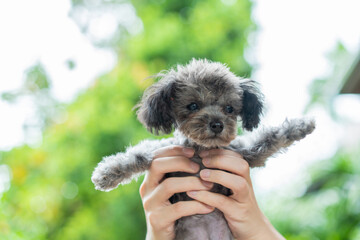 Hand carry little poodle puppy up in the air at park. cute baby dog. playing with pet. copy space