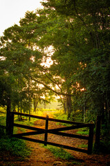 autumn in the forest