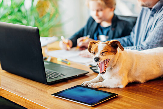 Yawning dog lying on desk with father and son in background