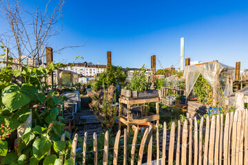 Plants growing in community garden at Frankfurt against clear blue sky