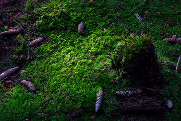 Pine cones lying on mossy forest floor