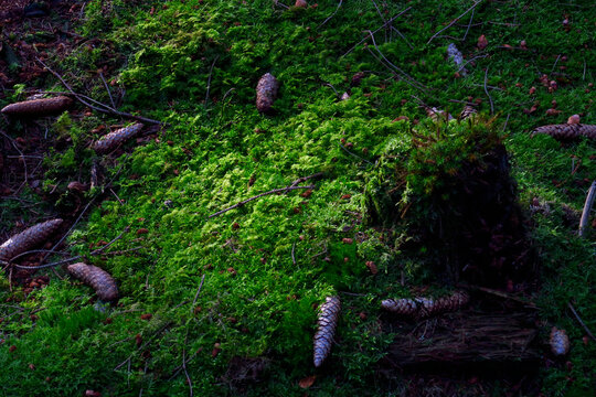 Pine cones lying on mossy forest floor