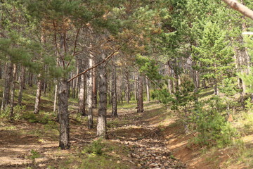 siberian pine forest