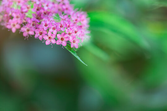Spiraea, Spiraea japonica, in garden, close-up