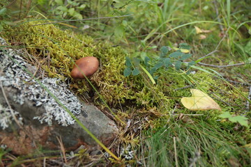 Mushrooms on the grass