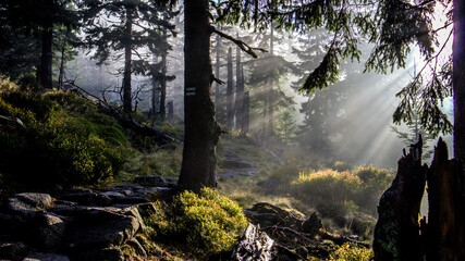 Les rayons du soleil dans le brouillard dans la forêt du parc national de Karkonosze