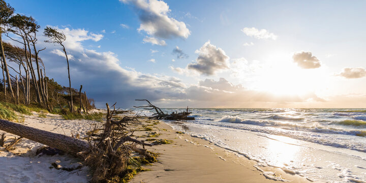 Germany,&Ocirc;&oslash;&Omega;Mecklenburg-Western Pomerania, Prerow, Driftwood lying on sandy coastal beach at cloudy sunset