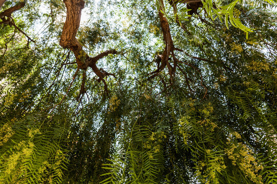 France, Low angle view of green canopies of pepper trees