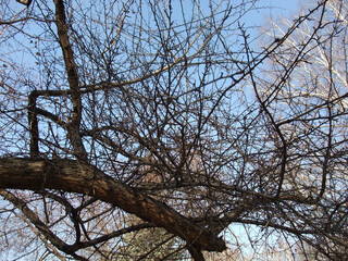 tree branches against blue sky
