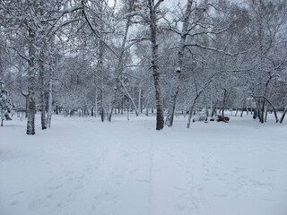 snow covered trees