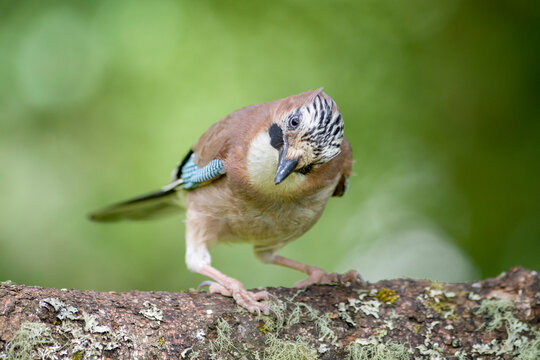 Eurasian jay on tree trunk