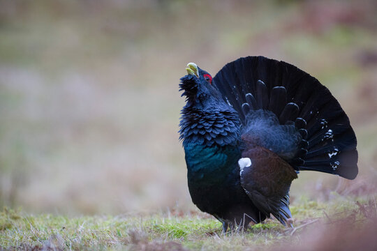 Scotland, Caledonian Forest, mating Western capercaillie