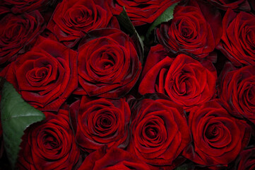 Red roses background Closeup texture of flowers