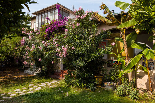 France, Alpes-Maritimes, Cagnes-sur-Mer, Flowers blooming in backyard