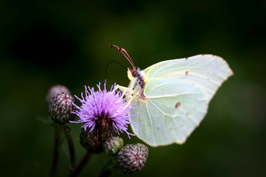 Common brimstone butterfly (Gonepteryx rhamni) perching on plant