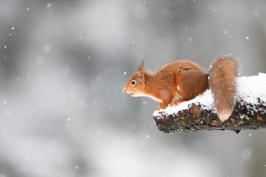 Eurasian red squirrel on snow-covered tree trunk