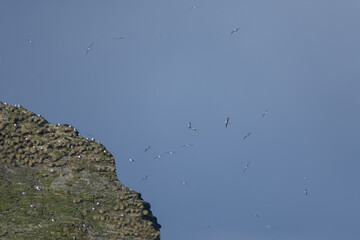 seagulls on the rocks of the pacific