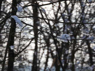 Zima w lesie, parku. Oblodzona gałąź. © Adam
