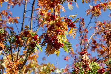 autumn leaves against blue sky
