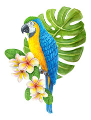 Parrot with tropical bouquet of frangipani flowers, greenery of monstera leaf. Exotic floral composition, watercolor painting of leaves, flowers and blue-and-yellow macaw.