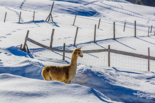 Austria, Tyrol, Tannheim Valley, lama
