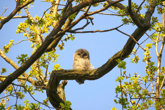 Germany, Low angle view of owlet perching on tree branch in spring