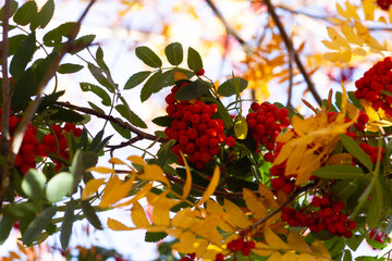 red rowan berries